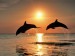 bottlenose-dolphins-wallpapers_6055_1024x768